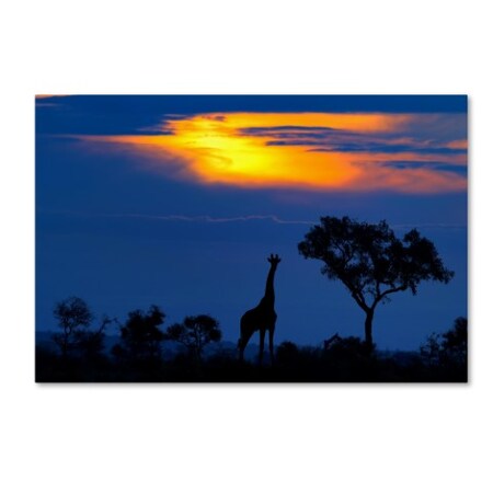 Mario Moreno 'A Giraffe At Sunset' Canvas Art,16x24